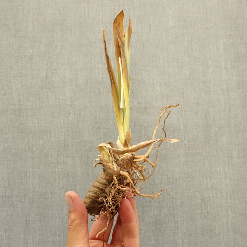 Iris germanica Dracula's Kiss - Bearded Iris bare-root rhizome sample as delivered in winter