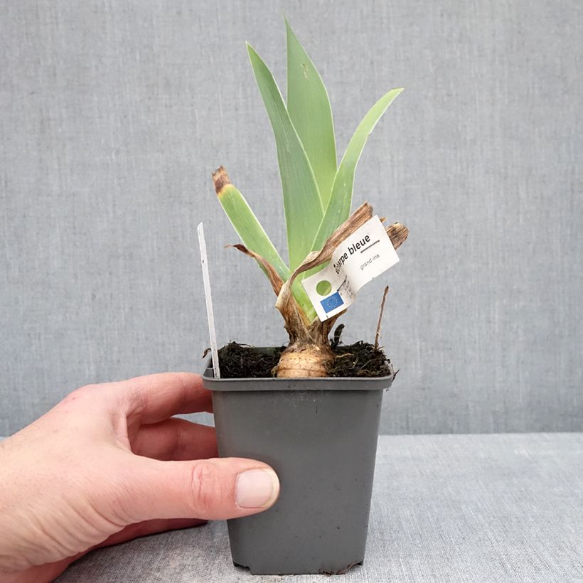 Iris germanica Écharpe Bleue - Tall bearded iris 8/9 cm pot sample as delivered in winter