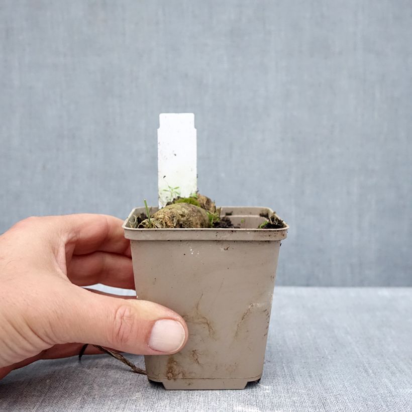 Iris En Pointillés - Bearded iris 8/9 cm pot sample as delivered in autumn