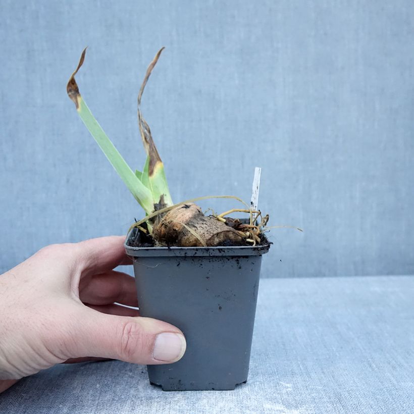 Iris En Pointillés - Bearded iris 8/9 cm pot sample as delivered in winter