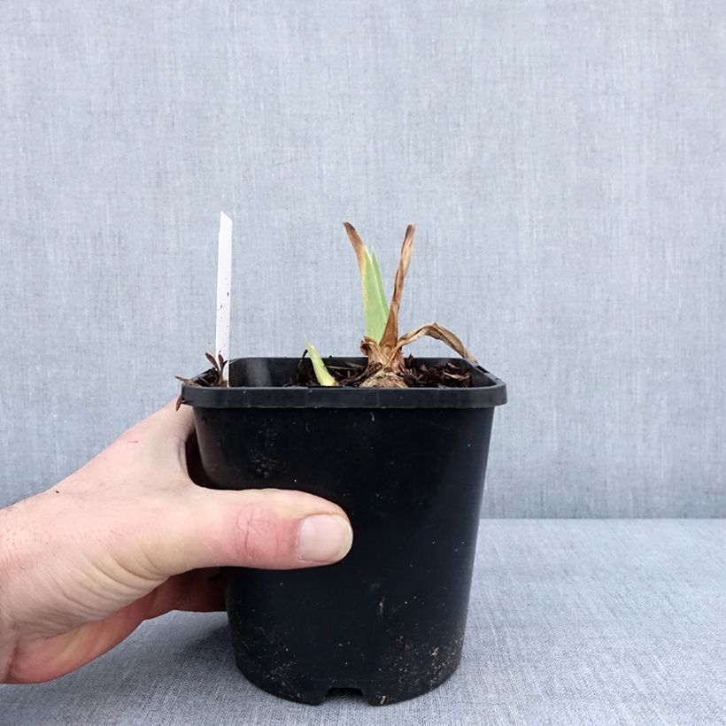 Iris germanica English Cottage - Bearded Iris 1.5L/2L pot sample as delivered in winter