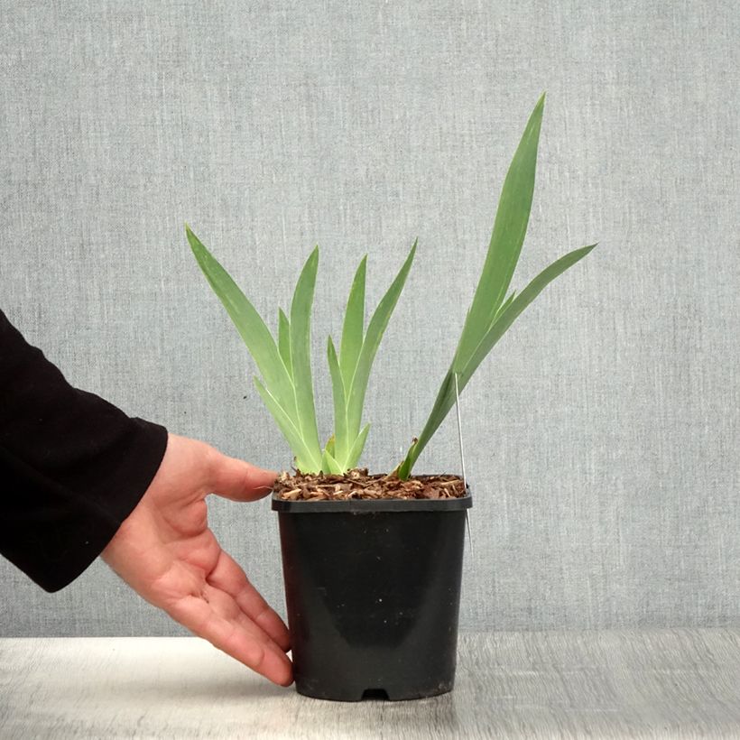 Iris germanica English Cottage - Bearded Iris 1.5L/2L pot sample as delivered in spring