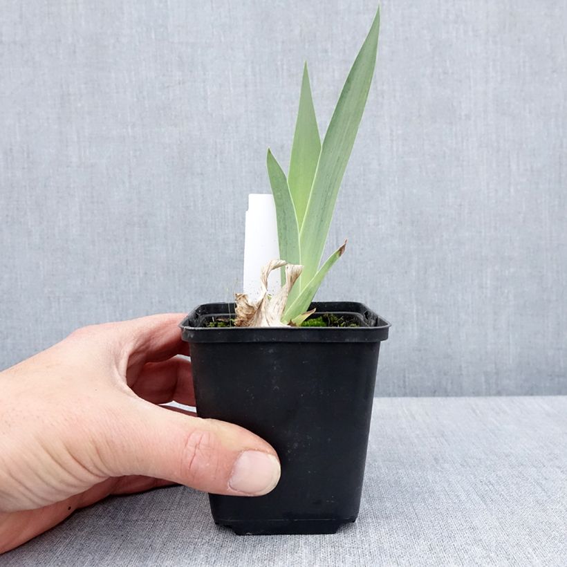 Iris germanica English Cottage - Bearded Iris 8/9 cm pot sample as delivered in spring