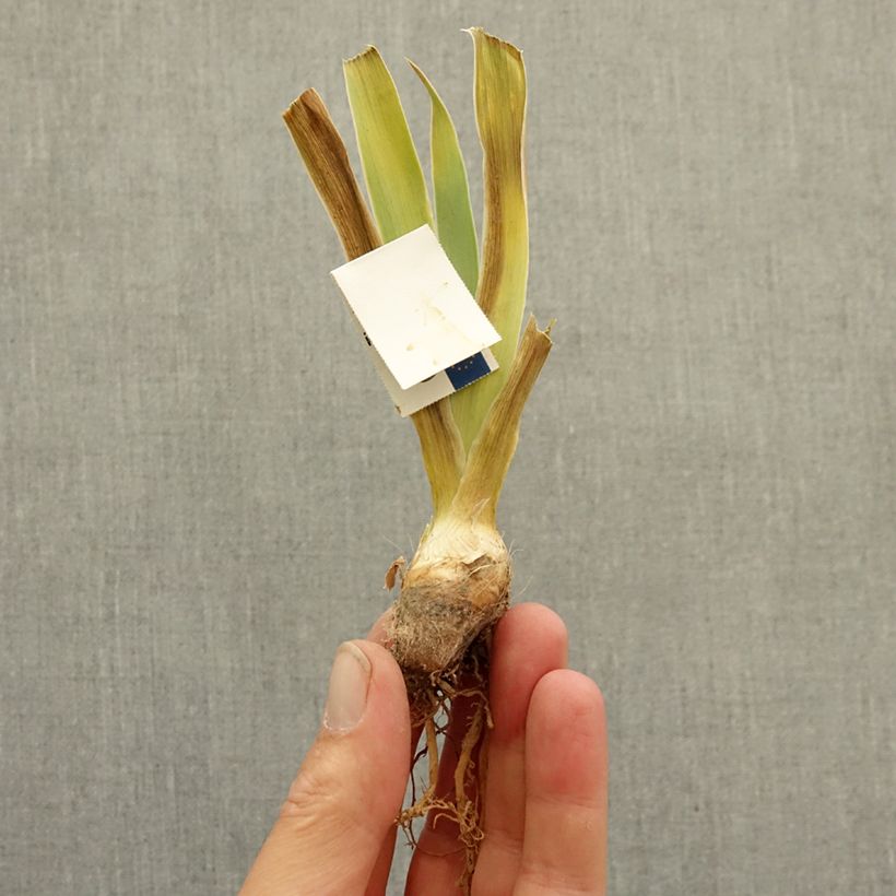 Iris germanica Ever After - Tall Bearded Iris bare-root rhizome sample as delivered in winter
