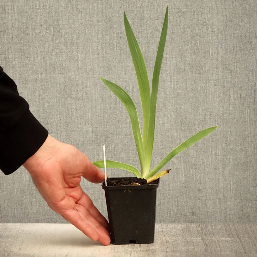 Iris germanica Flamenco 8/9 cm pot sample as delivered in spring