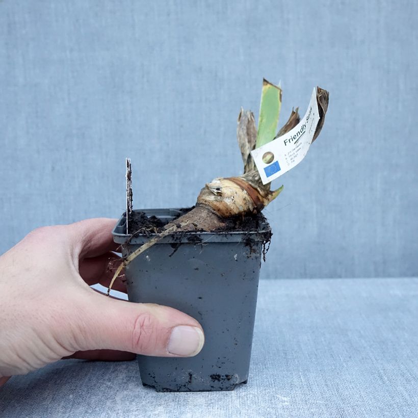 Iris germanica Friendly Seas 8/9 cm pot sample as delivered in winter