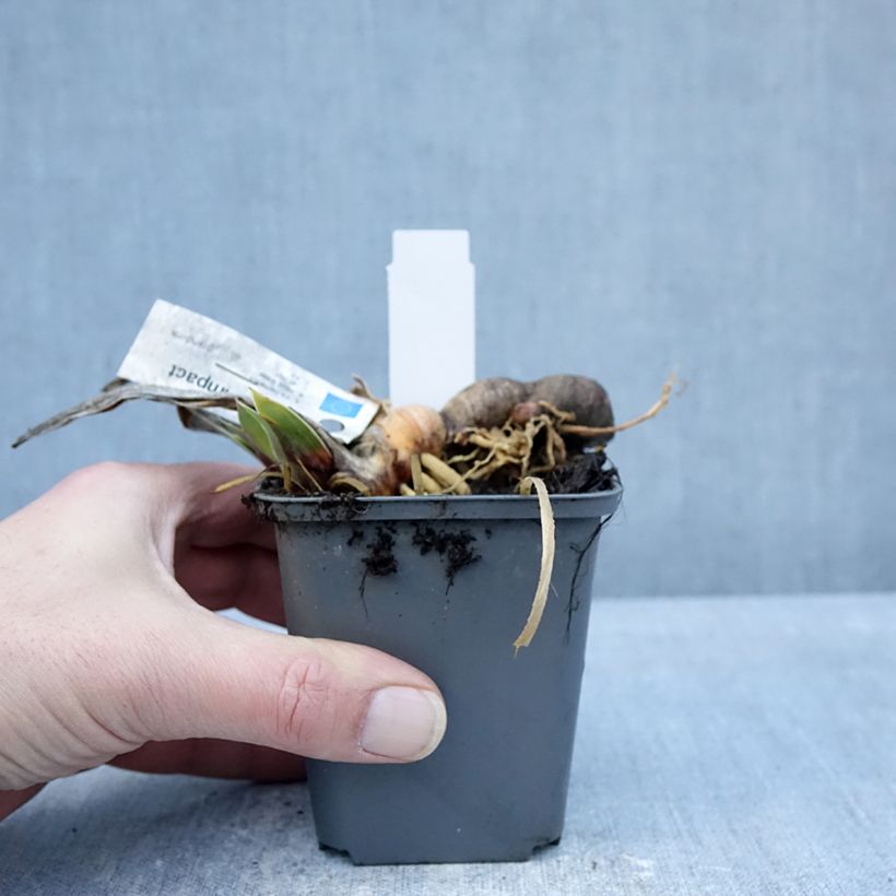 Iris Full Impact - Bearded iris 8/9 cm pot sample as delivered in winter