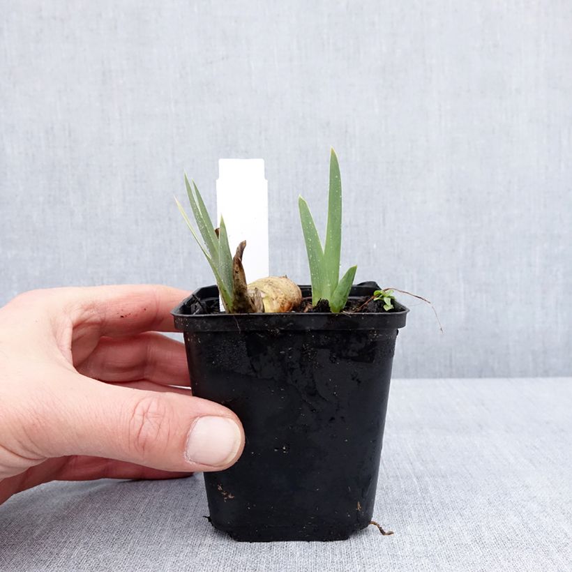 Iris germanica Gérard Brière 8/9 cm pot sample as delivered in winter