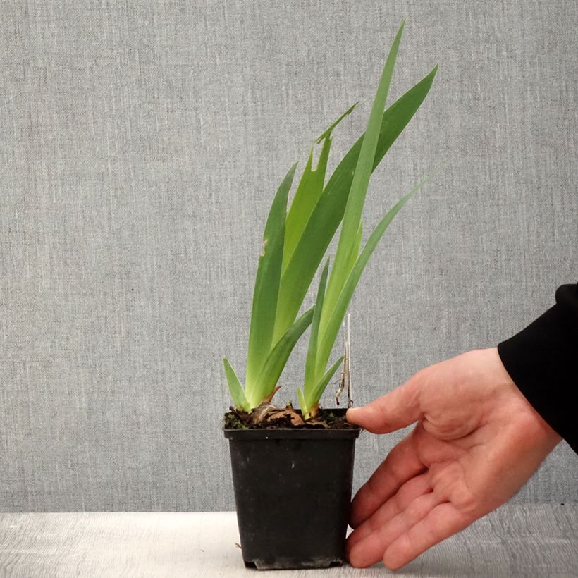 Iris germanica Gérard Brière 8/9 cm pot sample as delivered in spring