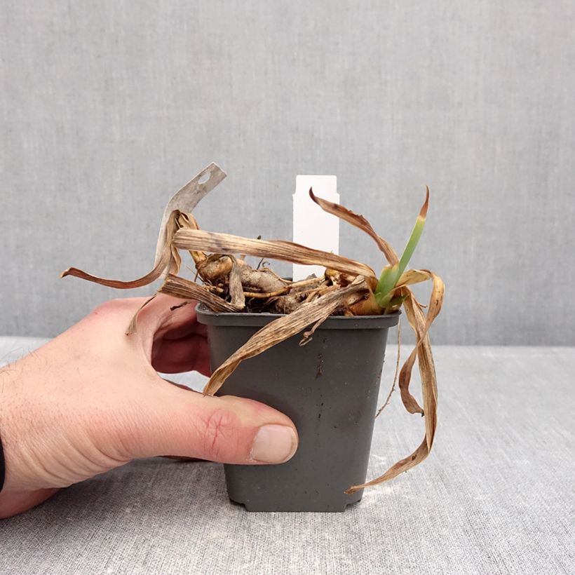 Iris germanica Gracchus 8/9 cm pot sample as delivered in winter