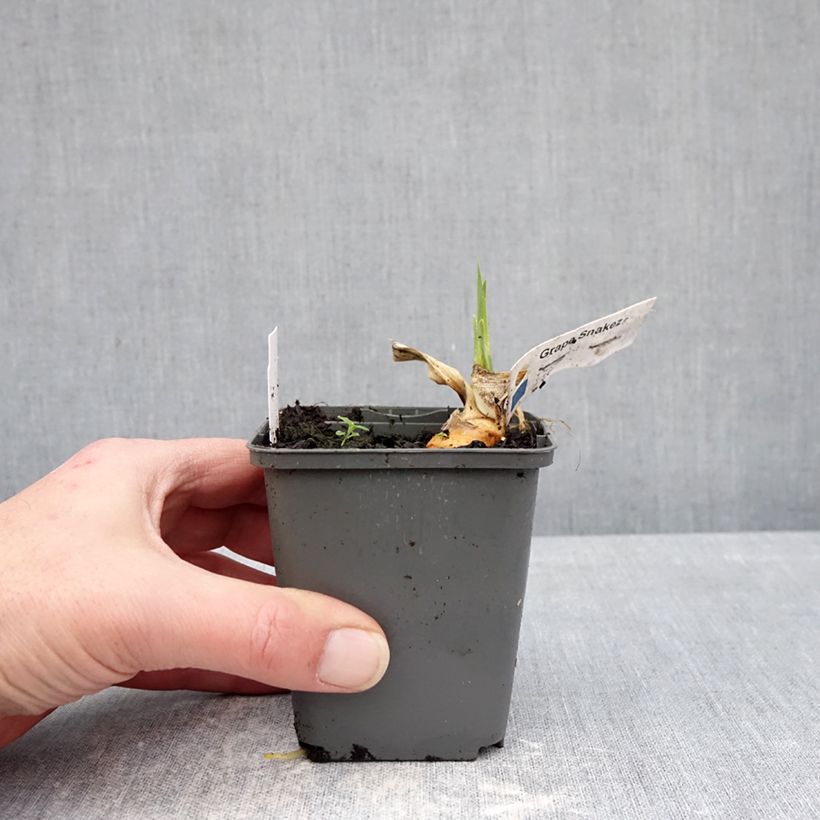 Iris germanica Grape Snakez 8/9 cm pot sample as delivered in winter