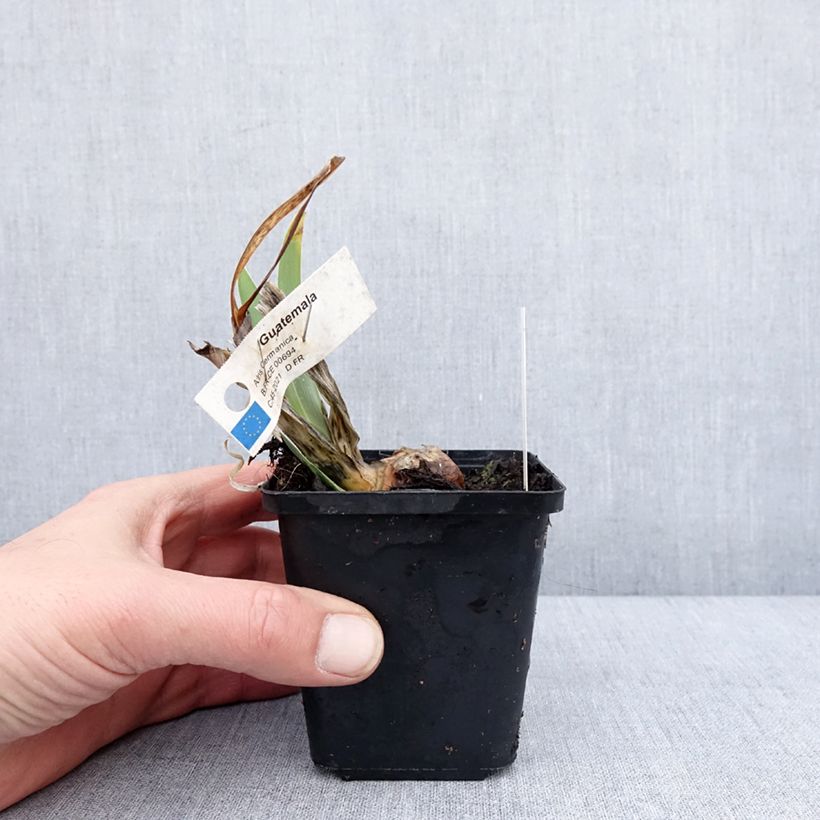 Iris germanica Guatemala 8/9 cm pot sample as delivered in winter