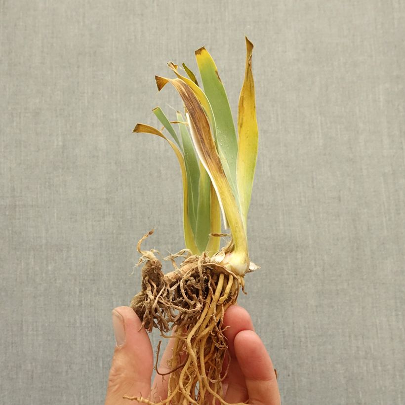 Iris germanica Guernazelle bare-root rhizome sample as delivered in winter