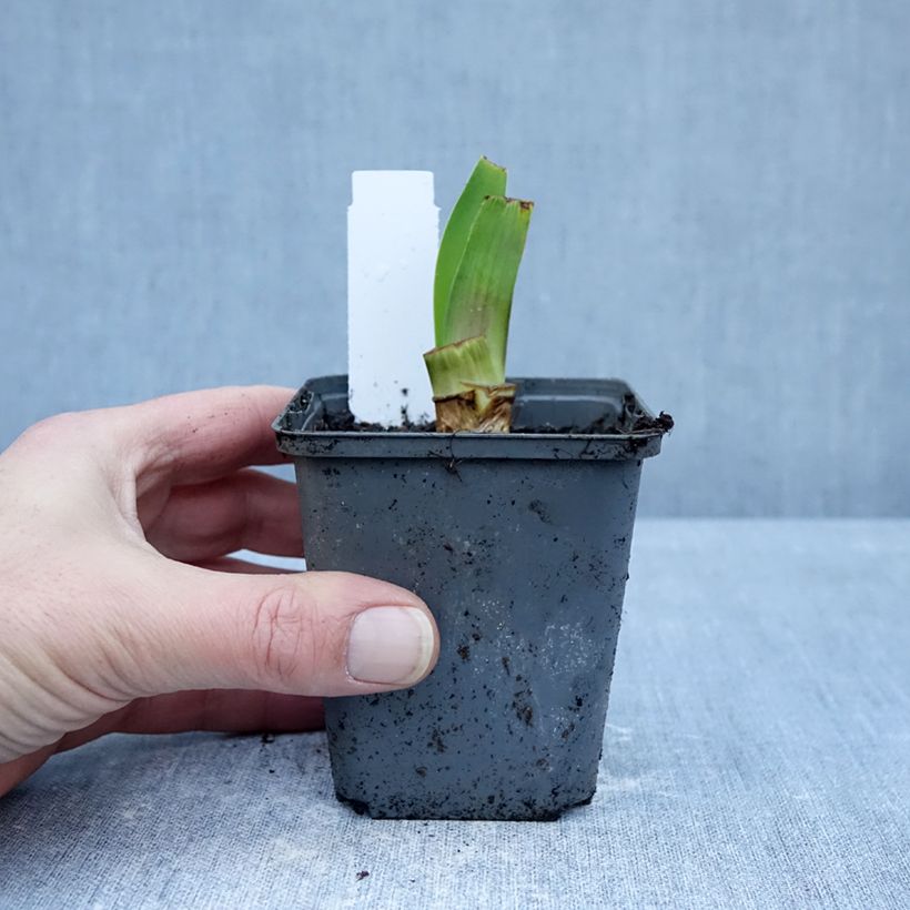 Iris germanica Harbor Blue - Bearded Iris 8/9 cm pot sample as delivered in winter