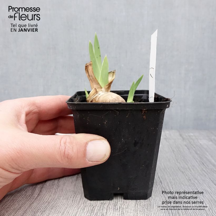 Iris germanica Haut les Voiles 8/9 cm pot sample as delivered in winter