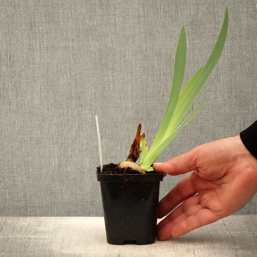 Iris germanica Haut les Voiles 8/9 cm pot sample as delivered in spring