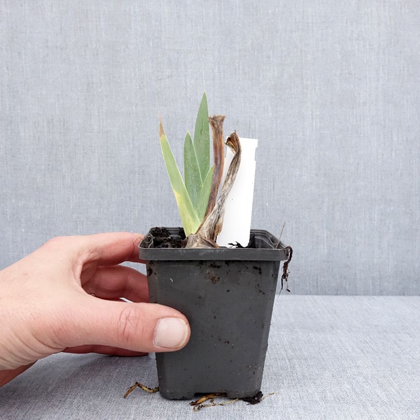 Iris germanica Hello Darling 8/9 cm pot sample as delivered in winter