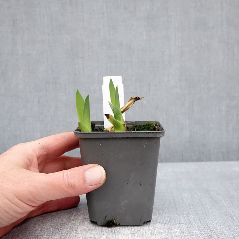 Iris germanica Heure Bleue - Bearded Iris 8/9 cm pot sample as delivered in winter