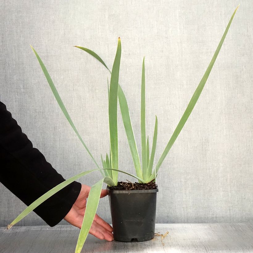 Iris germanica Immortality - Bearded Iris 1.5L/2L pot sample as delivered in autumn