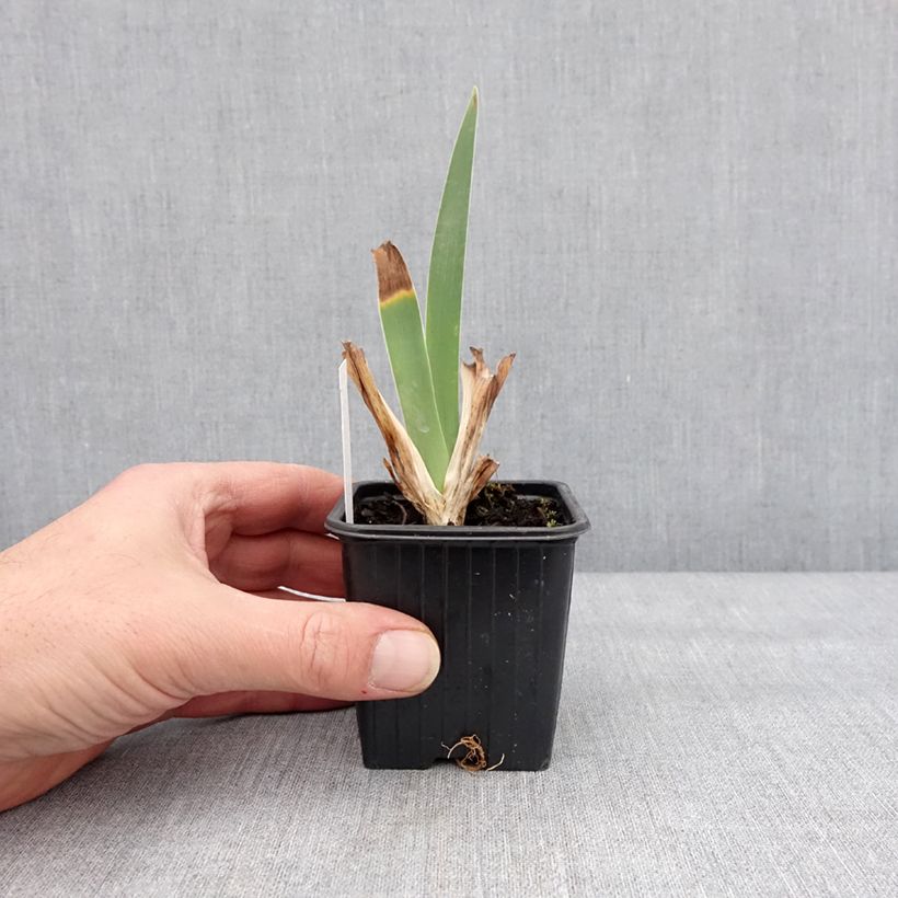 Iris germanica Inferno - Bearded Iris 8/9 cm pot sample as delivered in winter