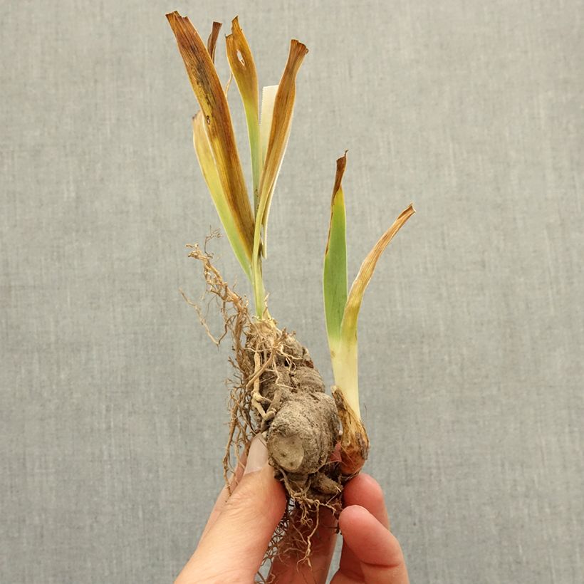Iris germanica Innocent Star bare-root rhizome sample as delivered in winter