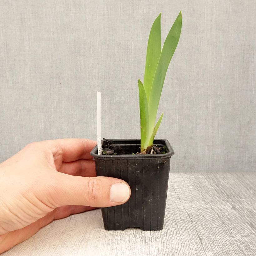 Iris germanica Invitation - Bearded Iris 8/9 cm pot sample as delivered in spring
