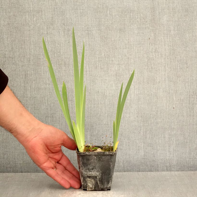 Iris Inviting - Bearded iris 8/9 cm pot sample as delivered in spring