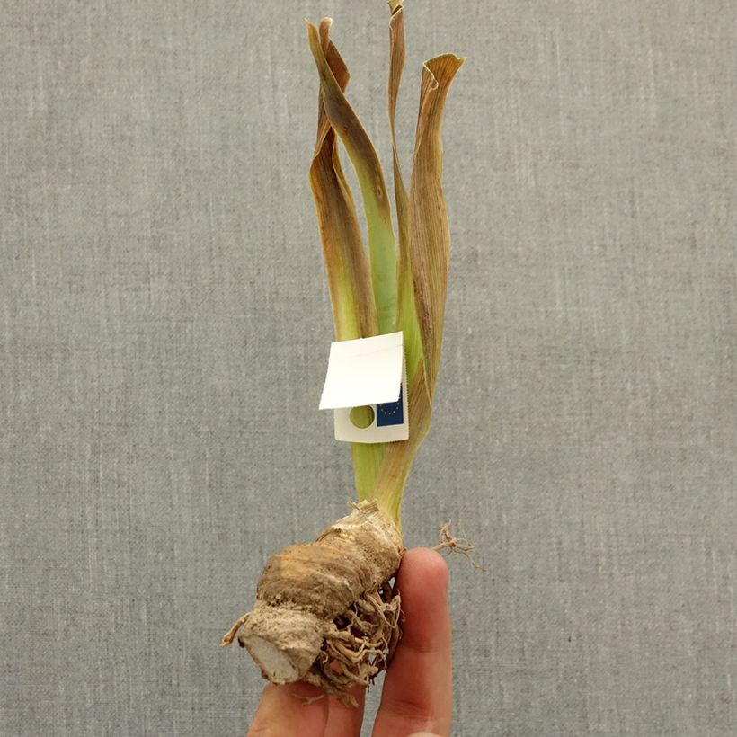 Iris germanica It’s A Small World - Dwarf bearded Iris bare-root rhizome sample as delivered in winter