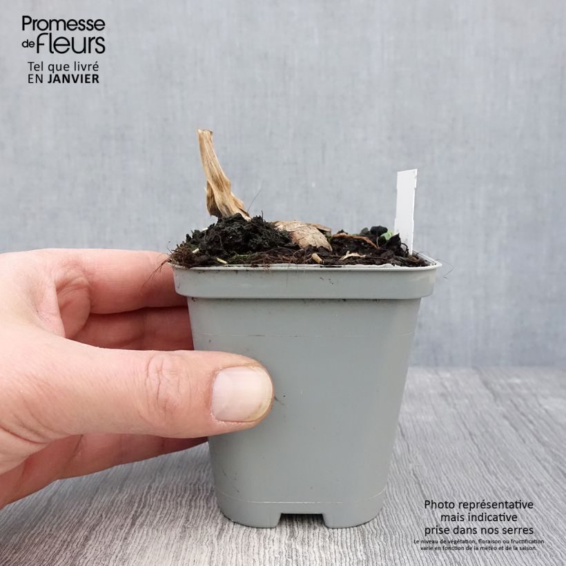 Iris germanica Jazz Festival 8/9 cm pot sample as delivered in winter