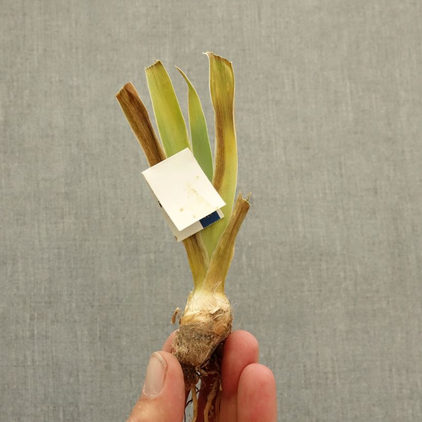 Iris germanica Jive - Bearded Iris bare-root rhizome sample as delivered in winter