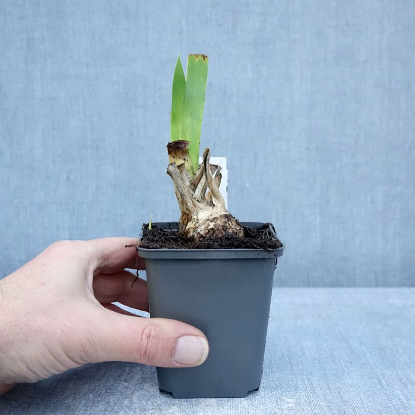 Iris germanica Joyful Skies - Iris des Jardins Godet de 8/9 cm sample as delivered in winter