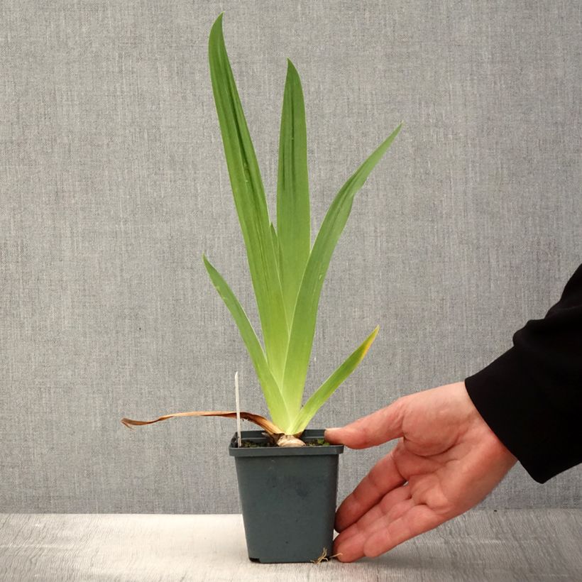 Iris germanica Jus de Pomme 8/9 cm pot sample as delivered in spring