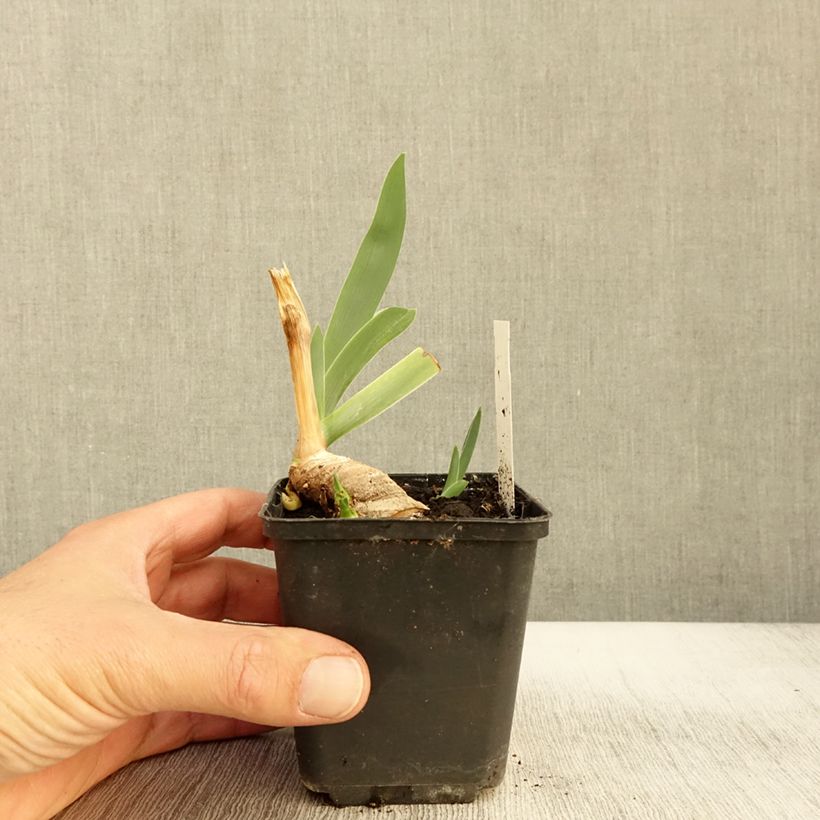 Iris germanica Lark Ascending - Bearded Iris 8/9 cm pot sample as delivered in autumn
