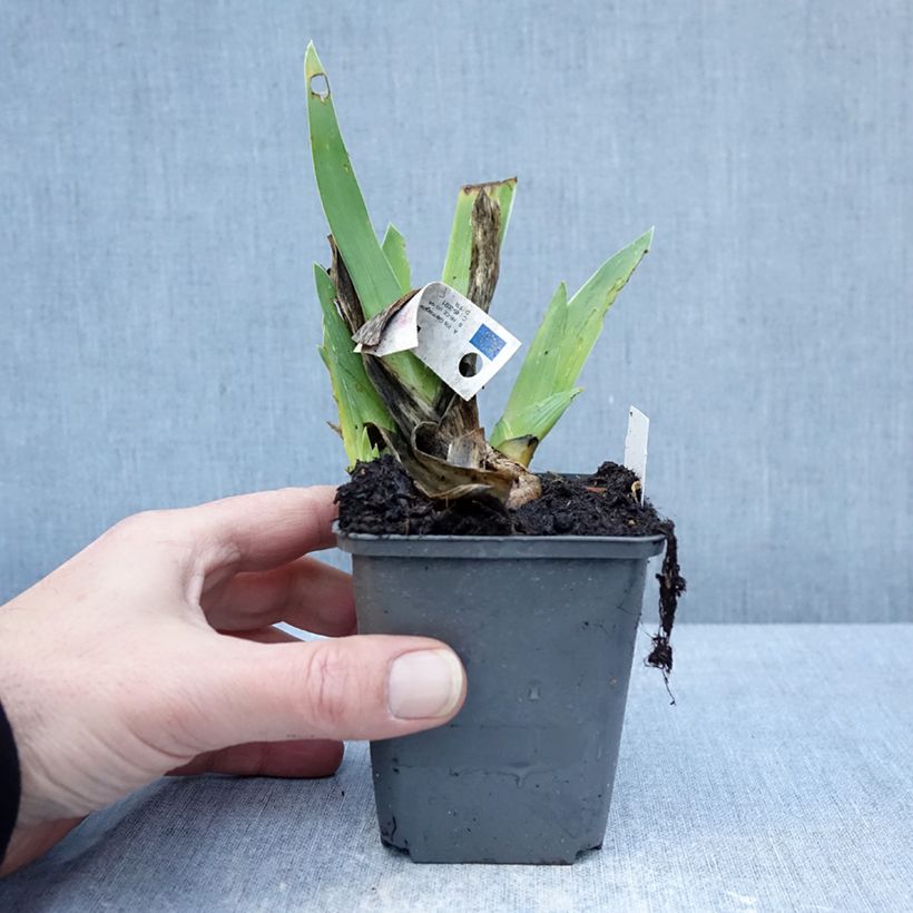 Iris Leonin - Bearded iris 8/9 cm pot sample as delivered in winter