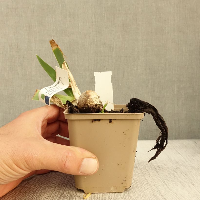 Iris germanica Magnetisme 8/9 cm pot sample as delivered in autumn