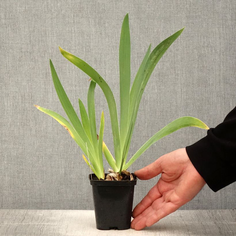 Iris germanica Magnetisme 8/9 cm pot sample as delivered in spring