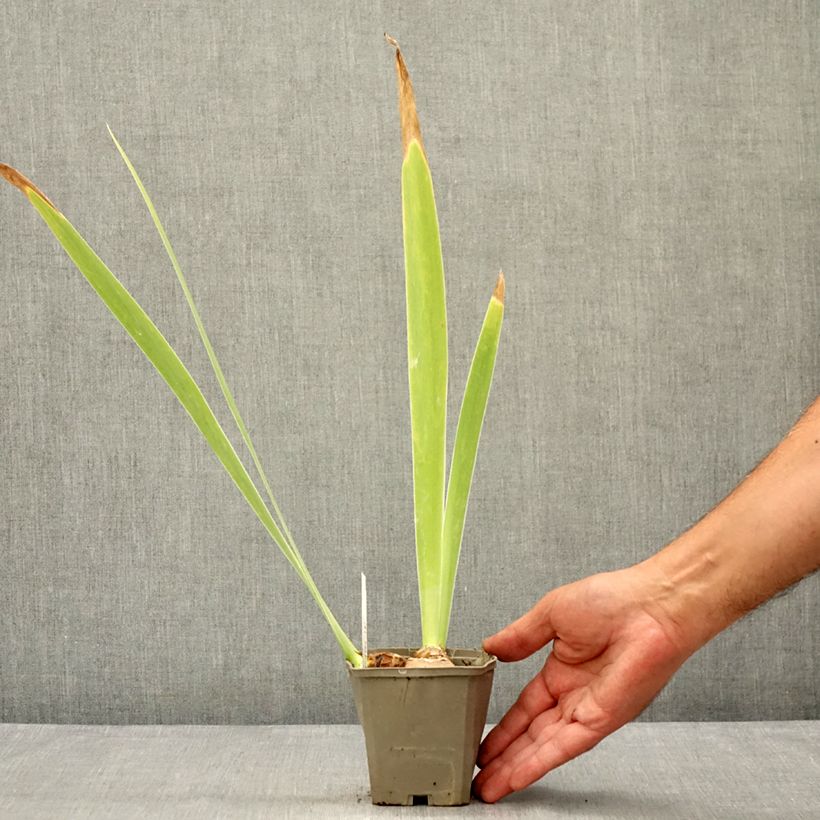 Iris germanica Masque Noir 8/9 cm pot sample as delivered in summer