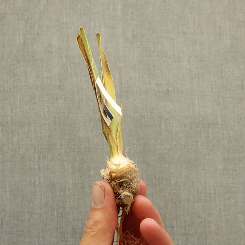 Iris Maui Moonlight - Bearded Iris bare-root rhizome sample as delivered in winter