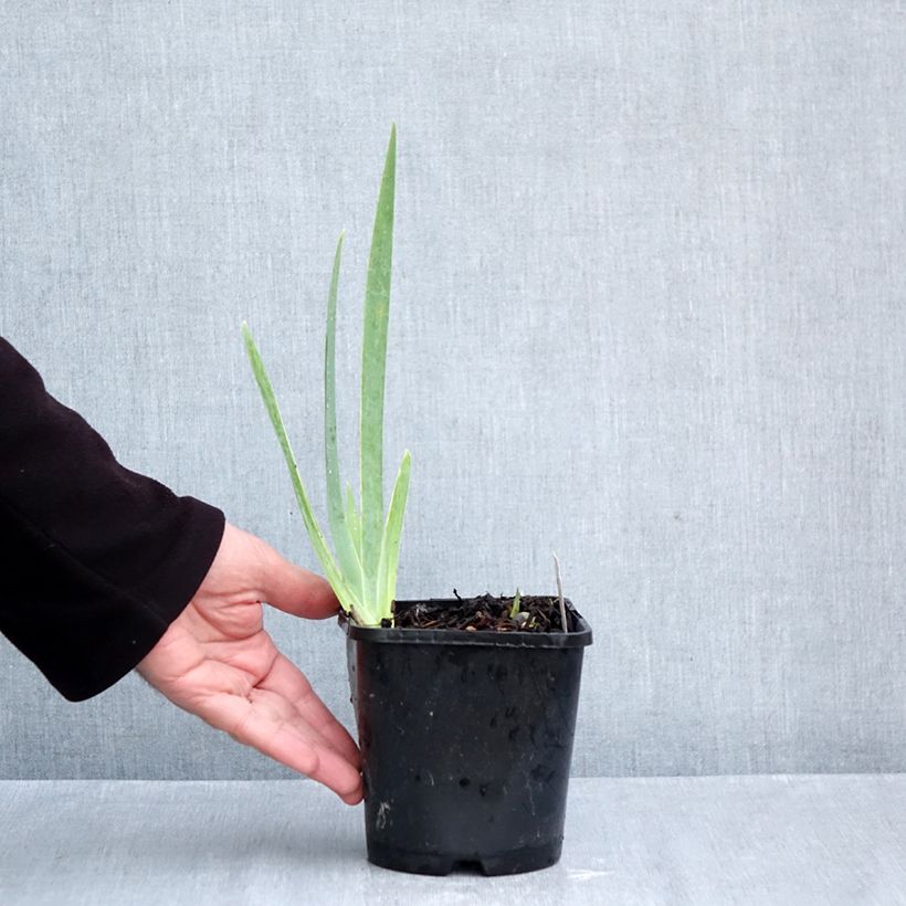 Iris Natchez Trace - Tall Bearded Iris 1.5L/2L pot sample as delivered in autumn