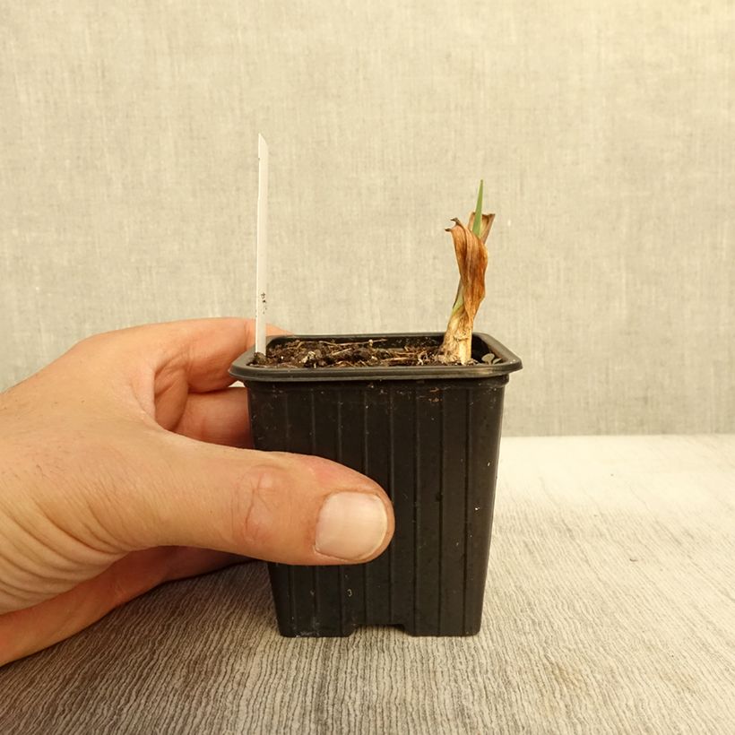 Iris Night Edition - Tall Bearded Iris 8/9 cm pot sample as delivered in autumn