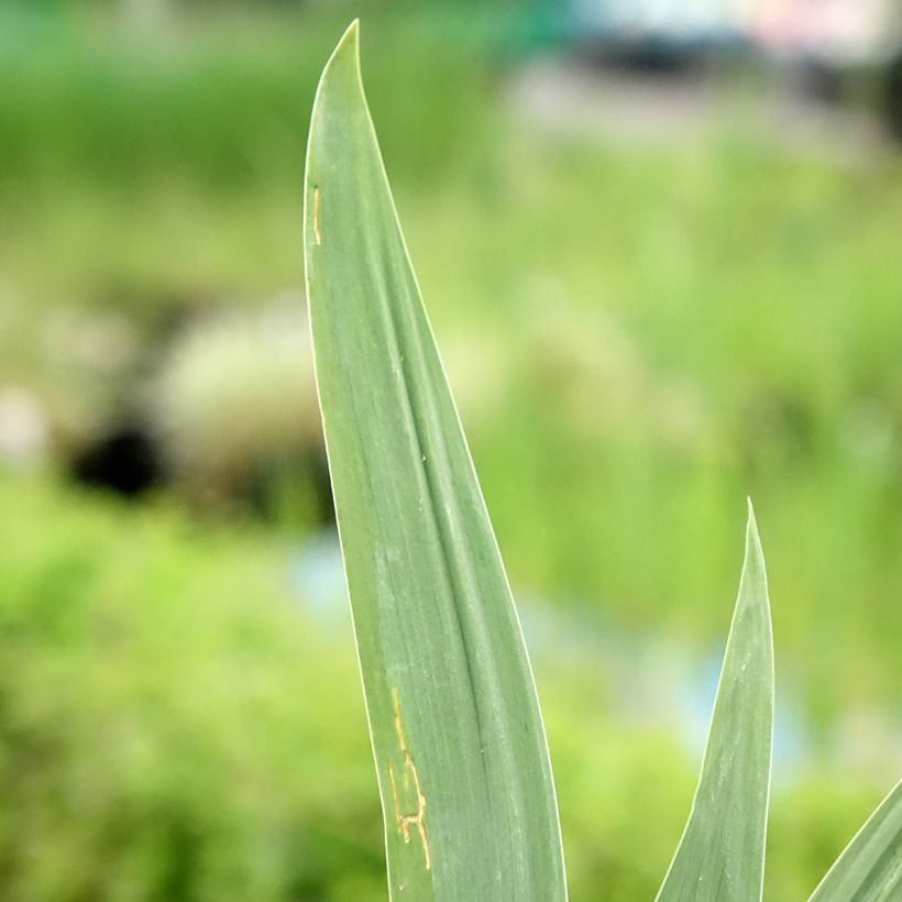 Iris Night Edition - Tall Bearded Iris (Foliage)