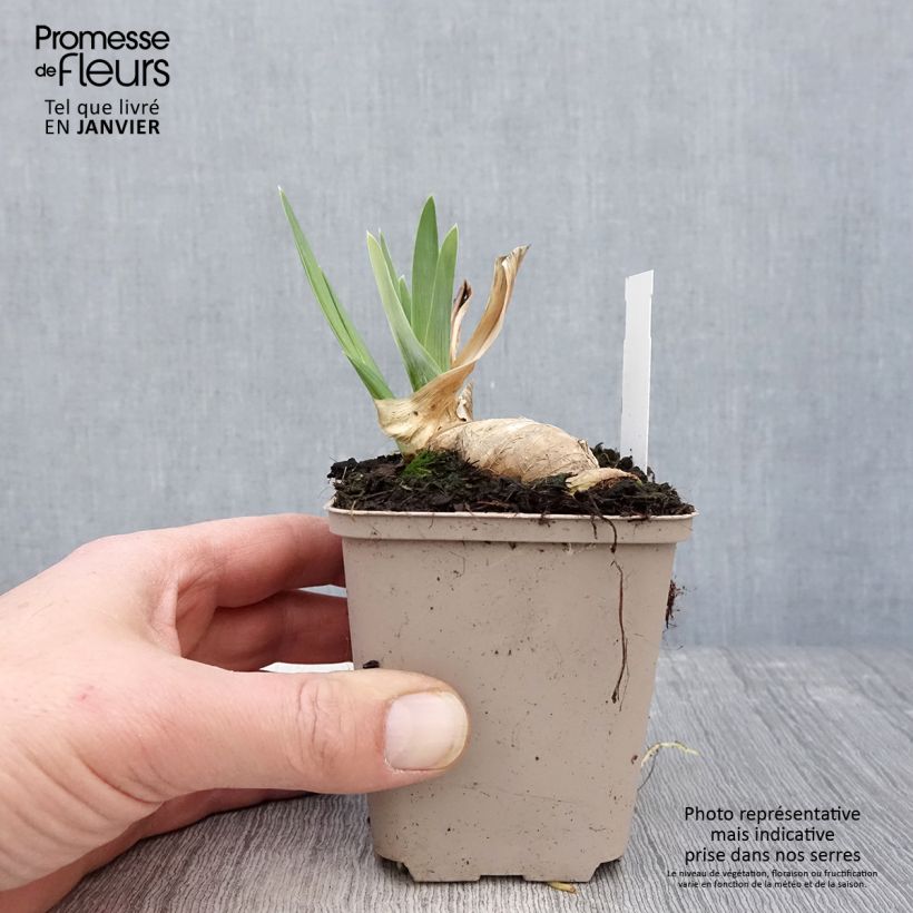 Iris Noctambule - Tall Bearded Iris 8/9 cm pot sample as delivered in winter