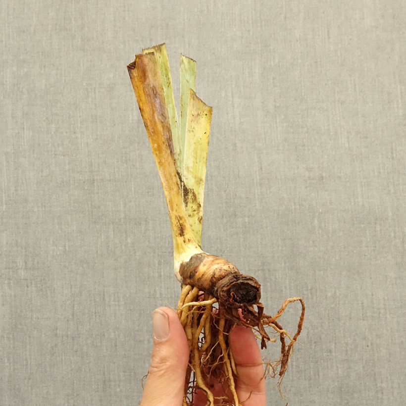 Iris Nuance Royale - Tall bearded iris bare-root rhizome sample as delivered in winter