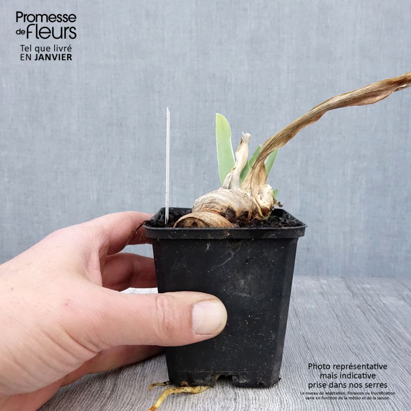 Iris Oh! Susannah - Tall Bearded Iris 8/9 cm pot sample as delivered in winter