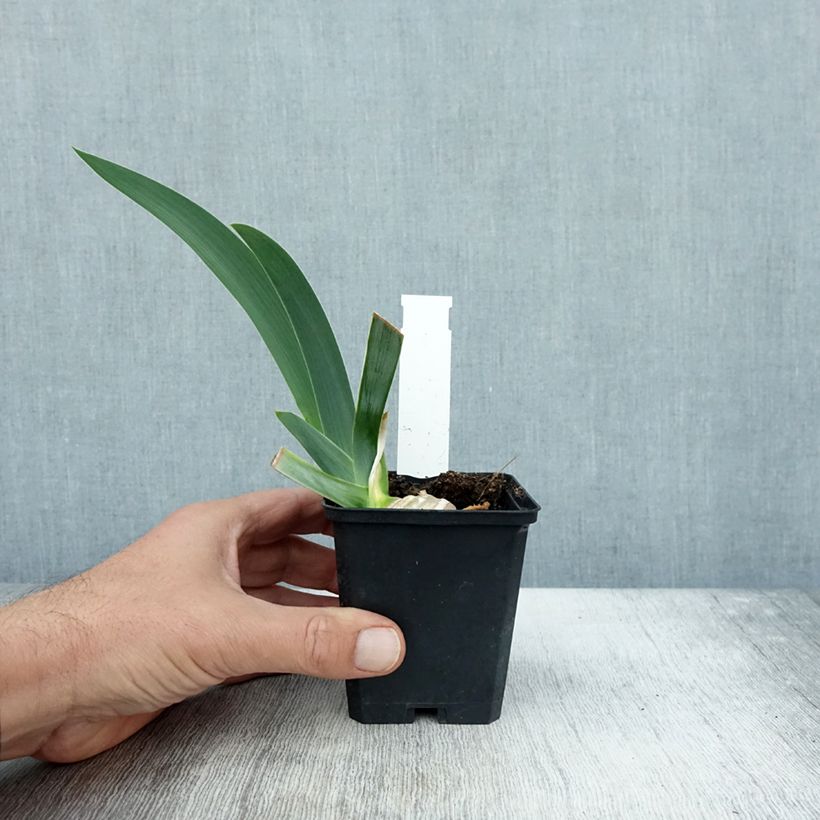 Iris Pastel Printanier - Tall Bearded Iris 8/9 cm pot sample as delivered in autumn