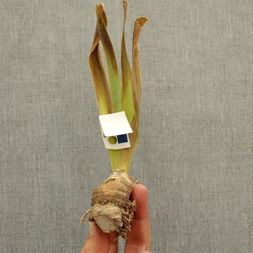 Iris germanica Pastell Ballett - Dwarf bearded Iris bare-root rhizome sample as delivered in winter