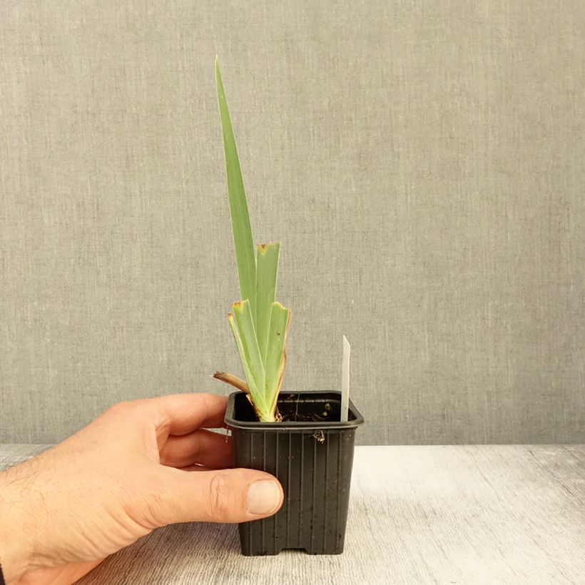 Iris Peach Frost - Tall Bearded Iris 8/9 cm pot sample as delivered in autumn