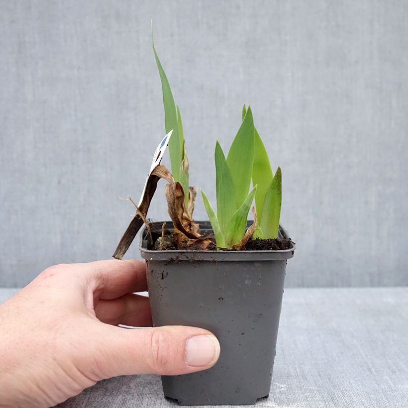 Iris Provençal - Tall Bearded Iris 8/9 cm pot sample as delivered in winter