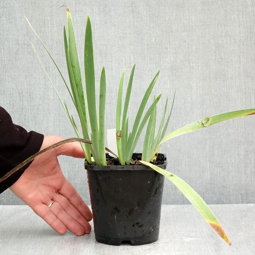 Iris Red Orchid - Bearded Iris 1.5L/2L pot sample as delivered in autumn