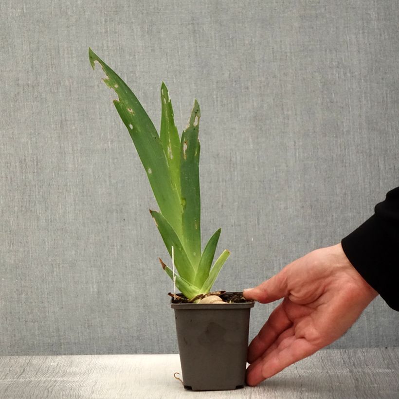 Iris Ring Around Rosie - Tall Bearded Iris 8/9 cm pot sample as delivered in spring